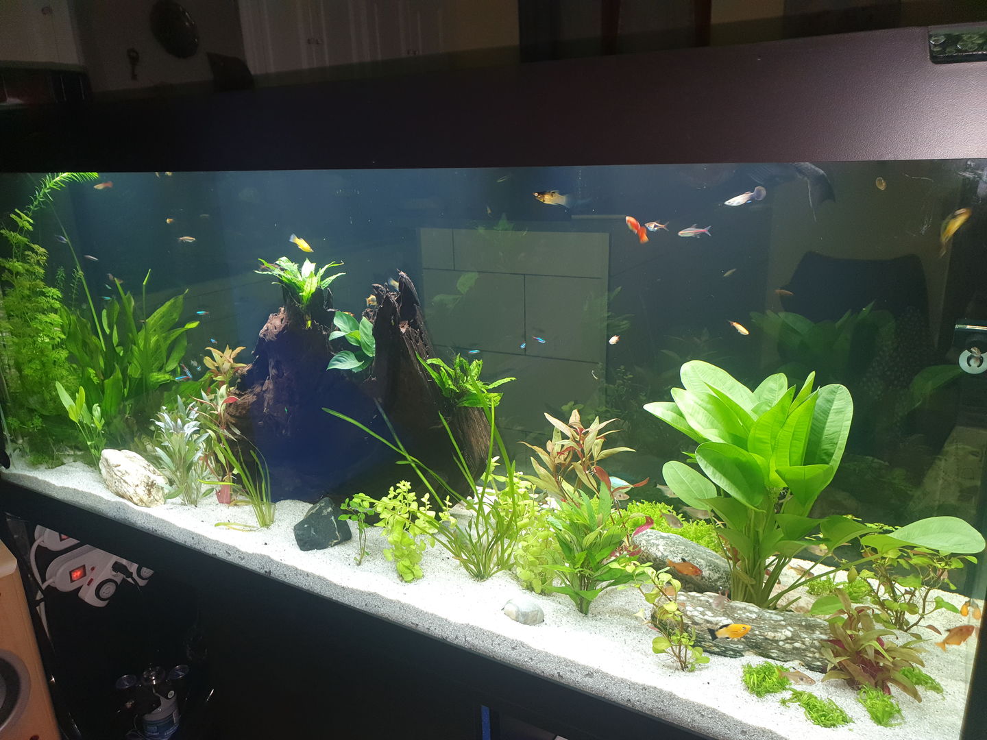 Customer photo review of Aquarium Rio 450 LED Noir Équipé JUWEL - 450L