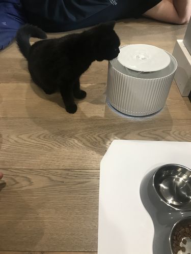 Customer photo review of Furrytail Clear Drinking Cat Filtered Water Fountain 2L