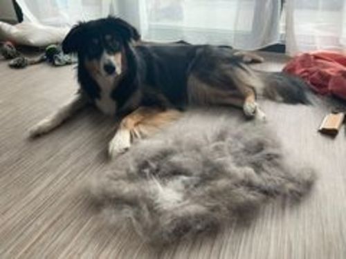 Customer photo review of Brosse Anti-Poils Chien, Chat, Cheval, Lapin | Original | Pilpoil®