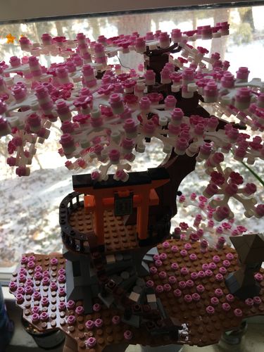 Customer photo review of Sakura Tree