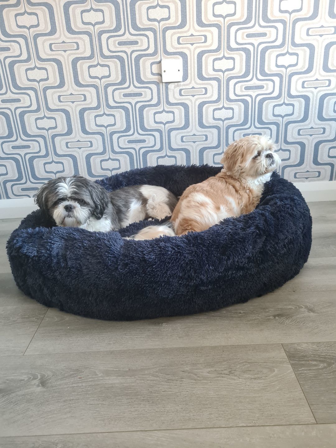 Customer photo review of Pet Calming Bed