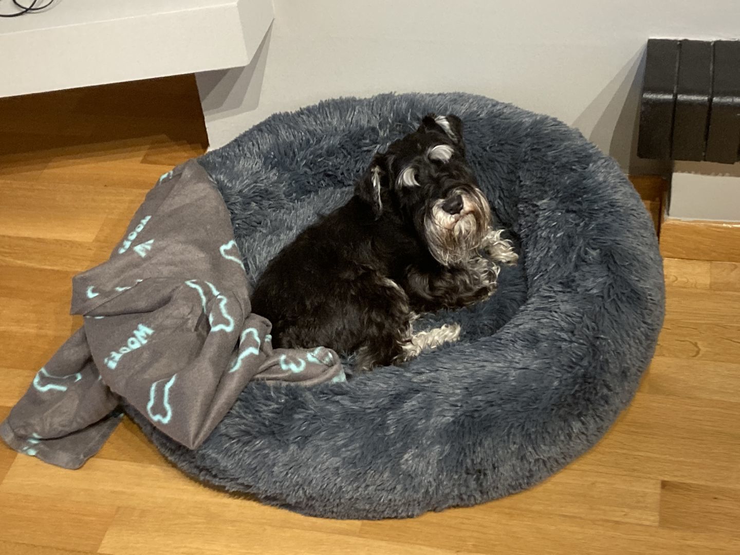 Customer photo review of Pet Calming Bed