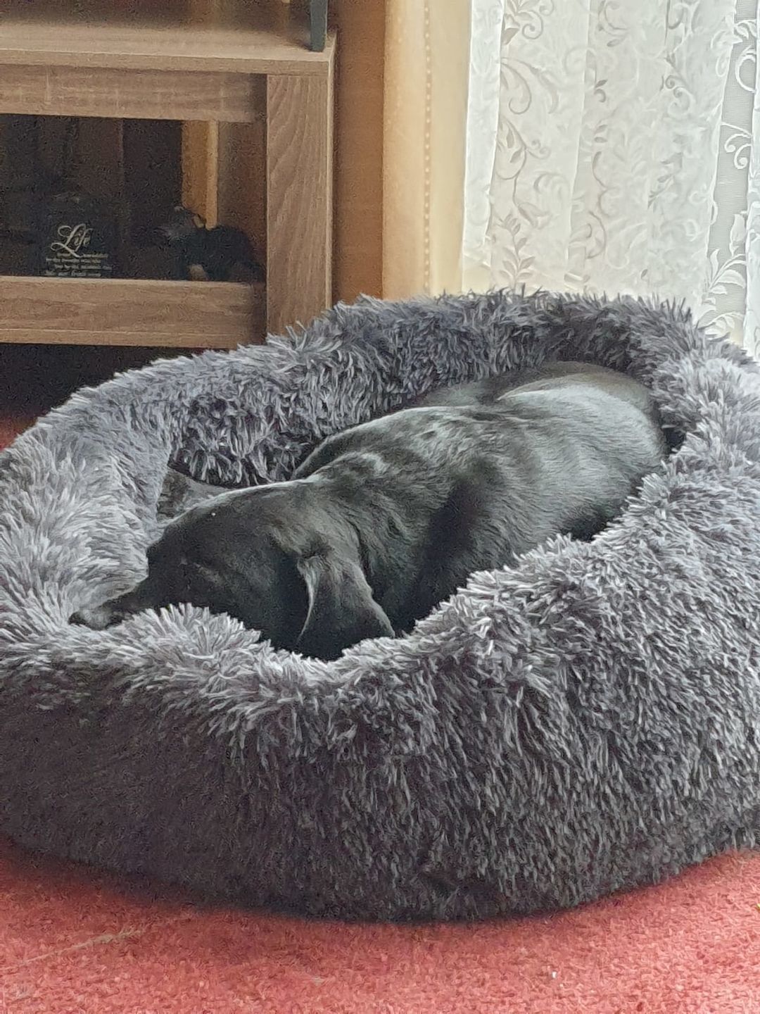 Customer photo review of Pet Calming Bed