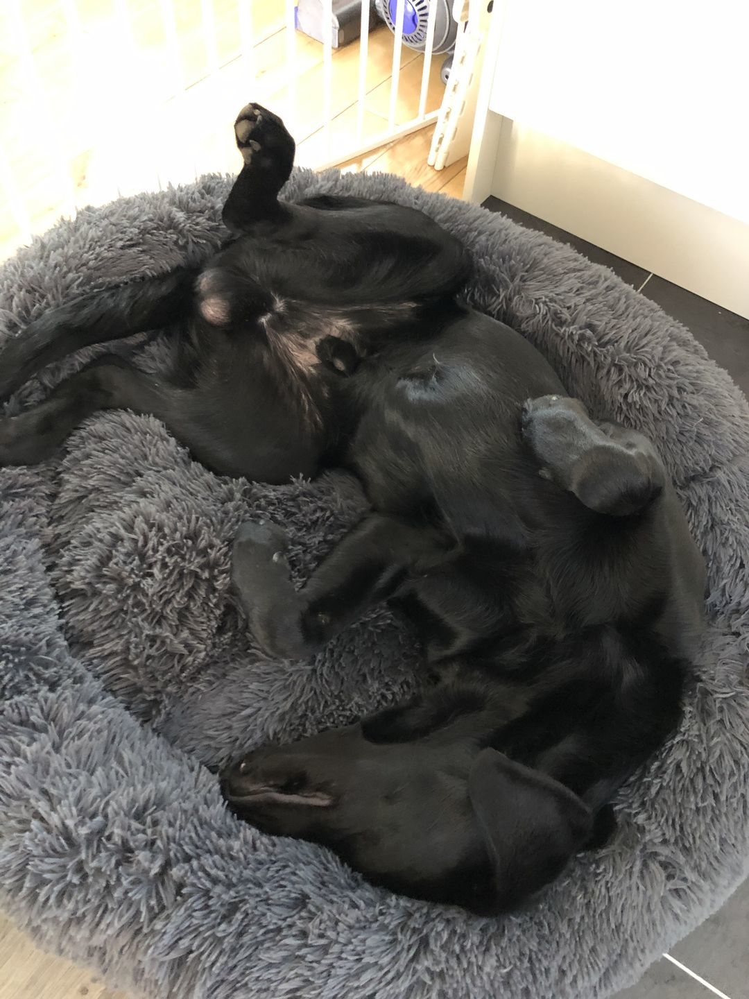 Customer photo review of Pet Calming Bed