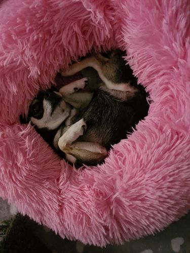 Customer photo review of Cuccia Antistress Per Pelosetti - Super Cucciolo®