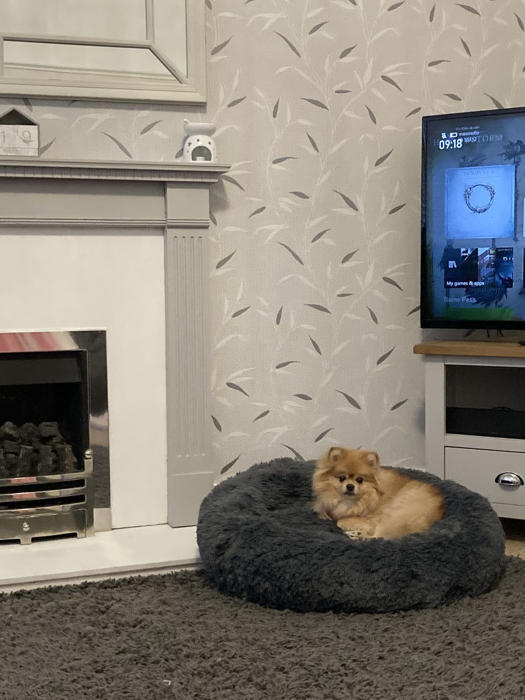 Customer photo review of Pet Calming Bed