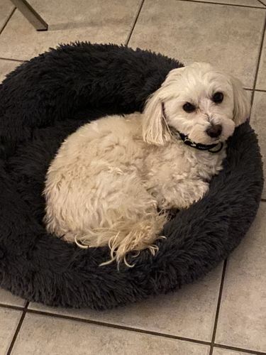 Customer photo review of Puppery Kuschelbett - Das Original