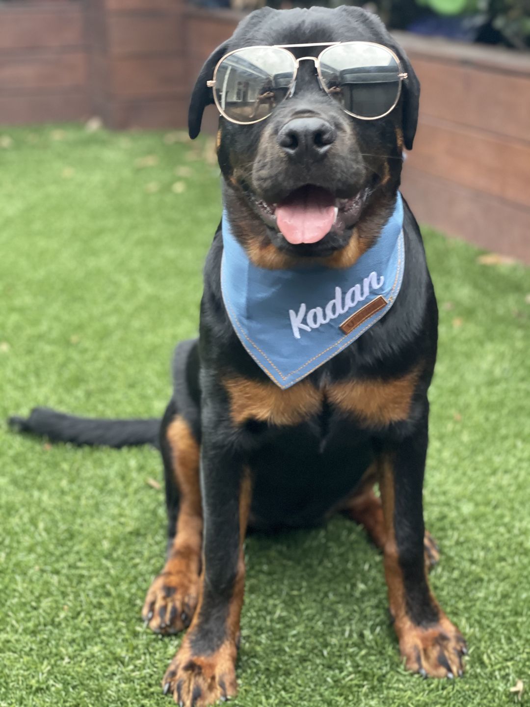 Customer photo review of Custom Text Denim Dog Bandana