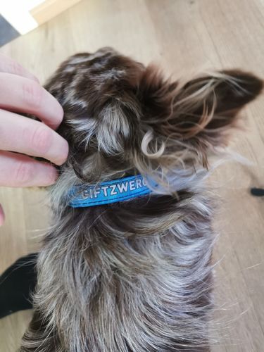 Customer photo review of Zornröschen - Hundehalsband