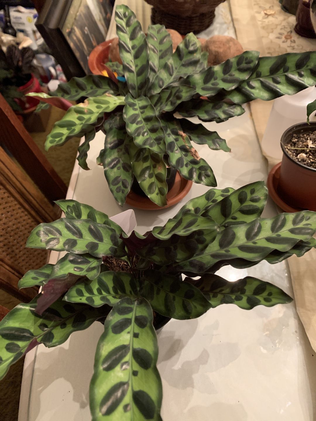 Customer photo review of 4" Calathea Lancifolia - Rattlesnake Plant