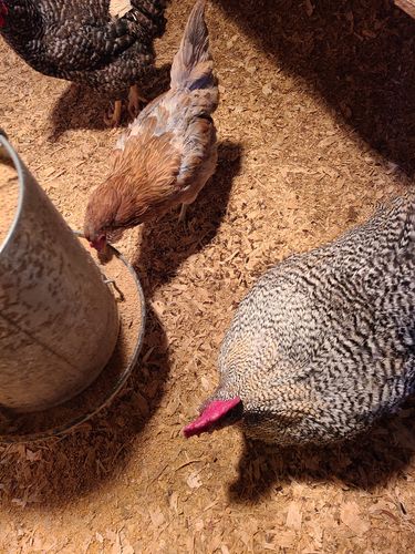 Customer photo review of GrubTerra Dried Larvae