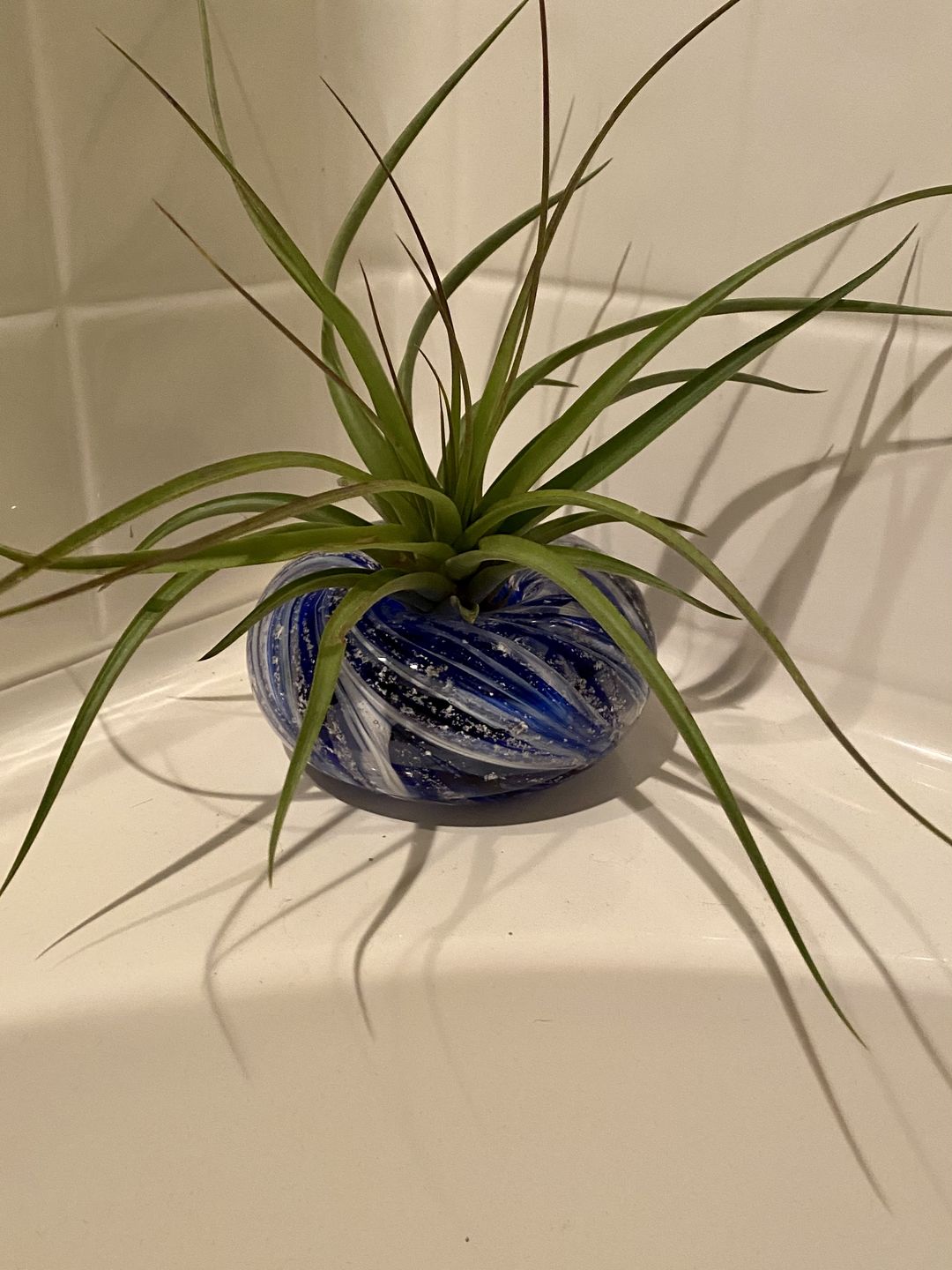 Customer photo review of Medium Air Plant Planter with Cremation Ashes