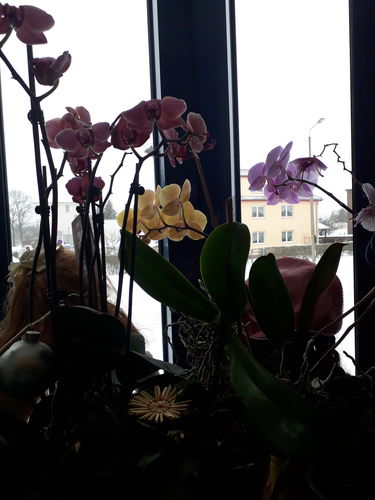 Customer photo review of 1 Phal. 'TWO OF US', Sorte: Narbonne', 4 Stiele, orange-rote Blüten, im 13cm Topf