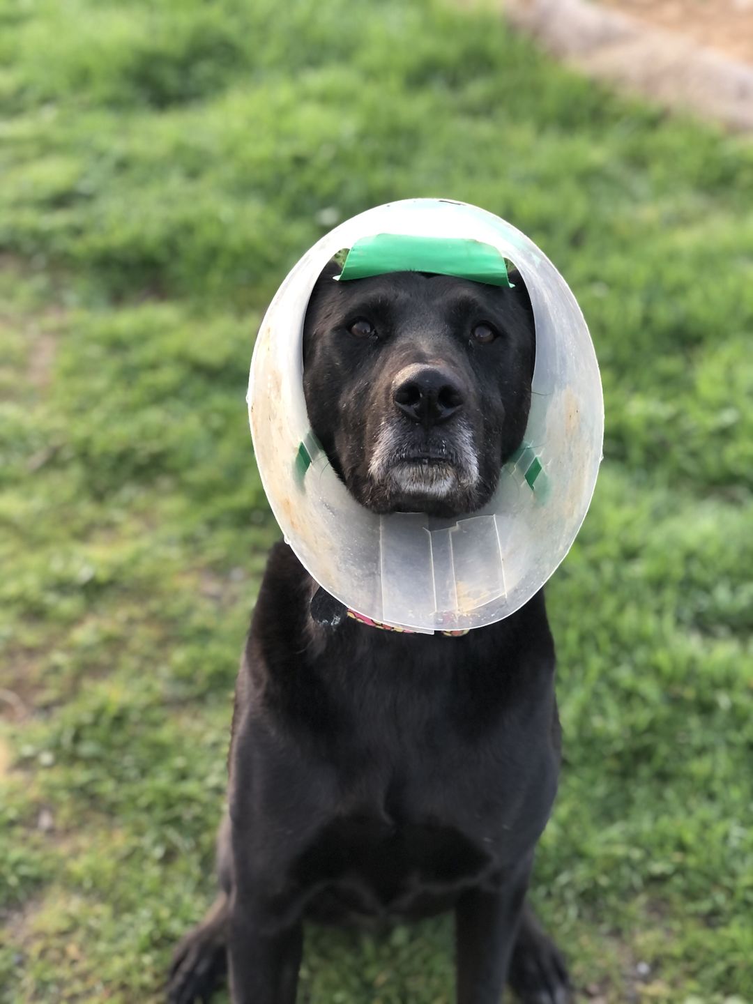 Customer photo review of NovaGuard Recovery Collar
