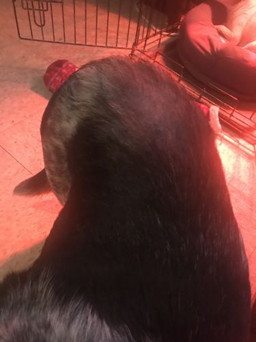 Customer photo review of Salmon Omega Soft Chew Bites for Dogs - 120 Count