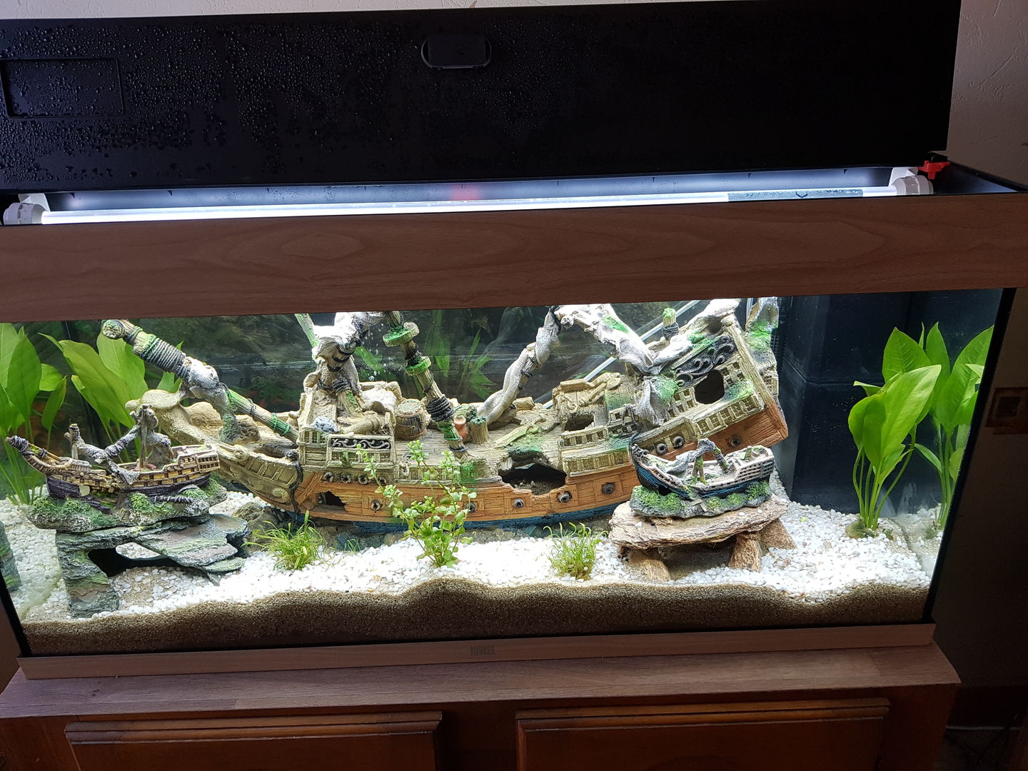 Customer photo review of Aquarium Rio 180 LED Chêne Équipé JUWEL - 180L