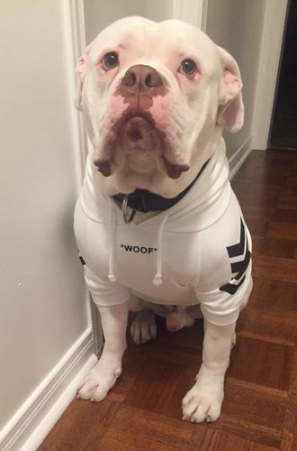 Customer photo review of "WOOF" Dog Hoodie - Black & Reflective