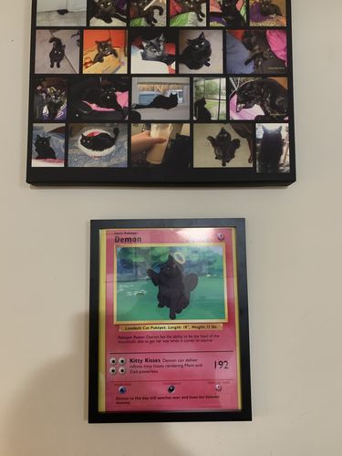 Customer photo review of Pokepet