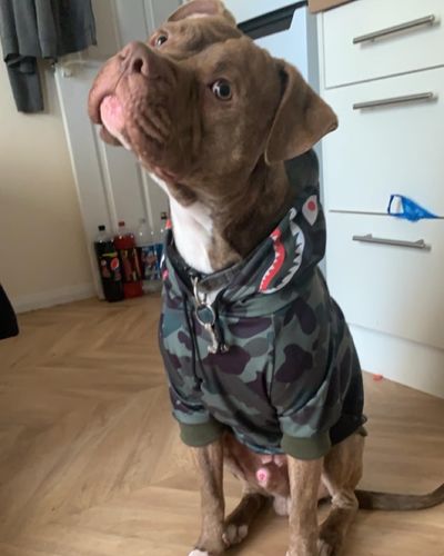 Customer photo review of Shark Monster Dog Hoodie - Green Camo