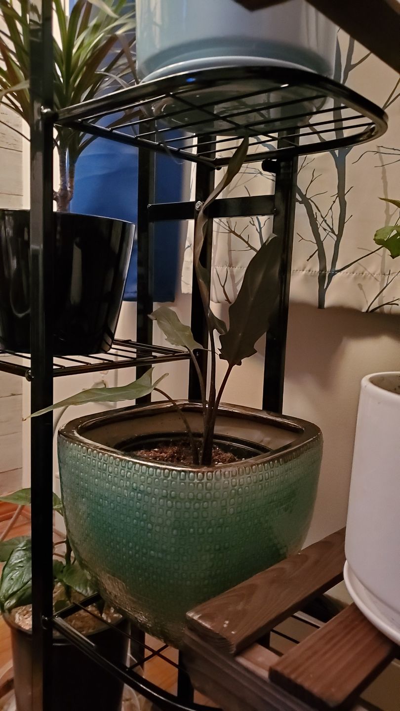 Customer photo review of 4" Alocasia Lauterbachiana