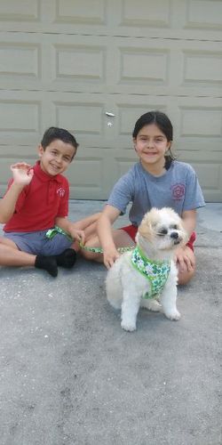 Customer photo review of St. Patrick's day dog harness - Shamrocks