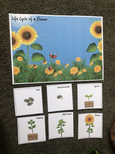 Customer photo review of FREE Play Series Sample: Flower Life Cycle Printables Pack for 2-6yo