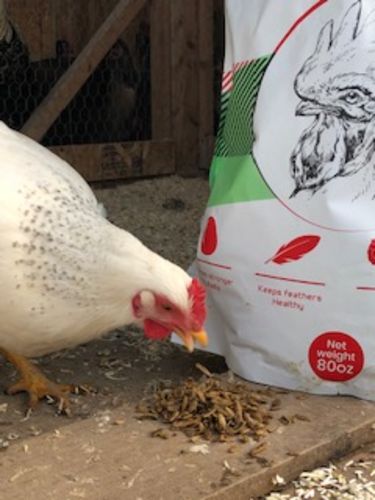 Customer photo review of GrubTerra Dried Larvae