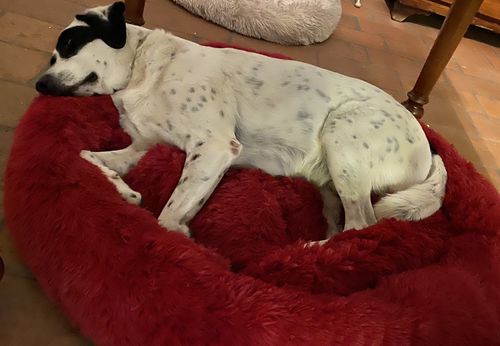 Customer photo review of Cuccia Antistress Per Pelosetti - Super Cucciolo®