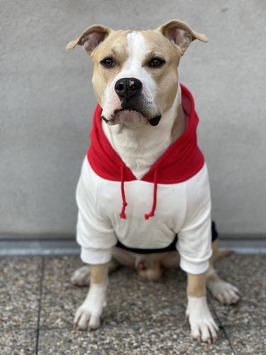 Customer photo review of Red, White, Navy Dog Hoodie
