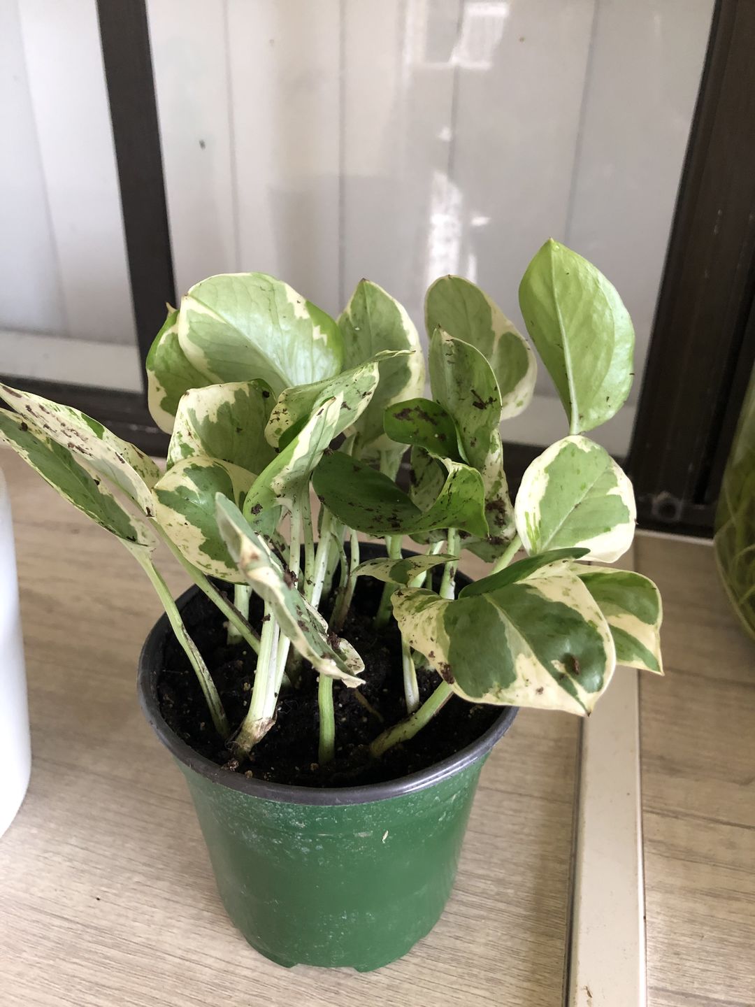 Customer photo review of 4" Pothos Pearls and Jade