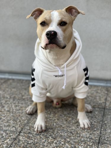 Customer photo review of "WOOF" Dog Hoodie - White