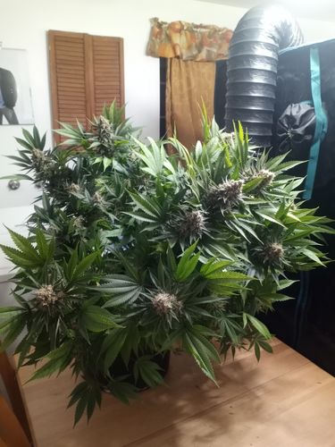 Image submitted with review