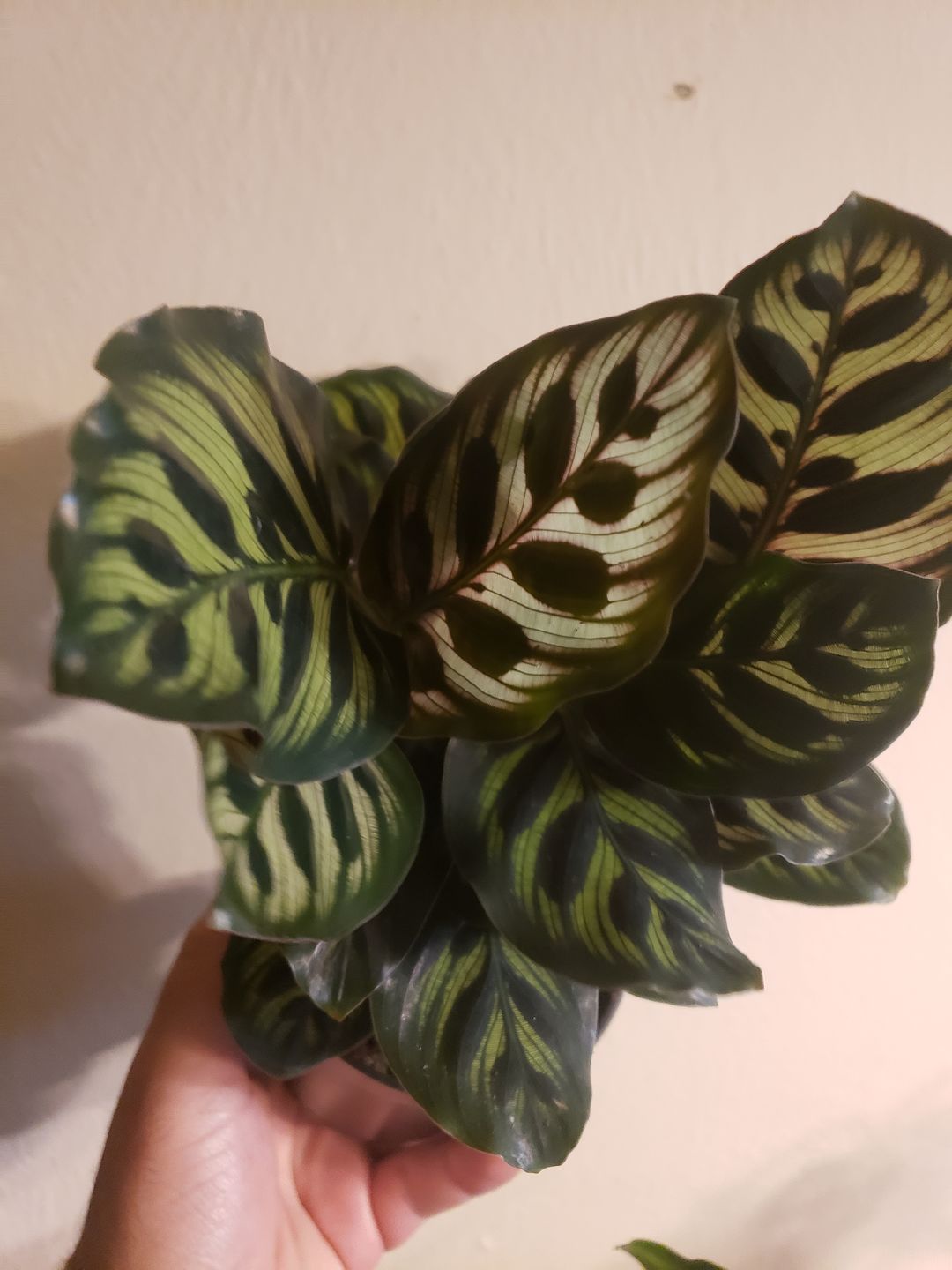 Customer photo review of 4" Calathea roseopicta 'Dottie'