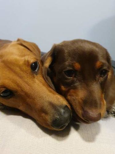 Customer photo review of Pink Stripe Dachies