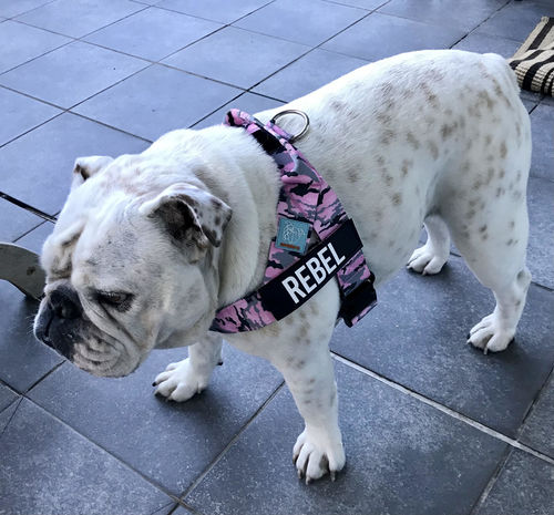 Customer photo review of Custom Name Patch For Dog Harness