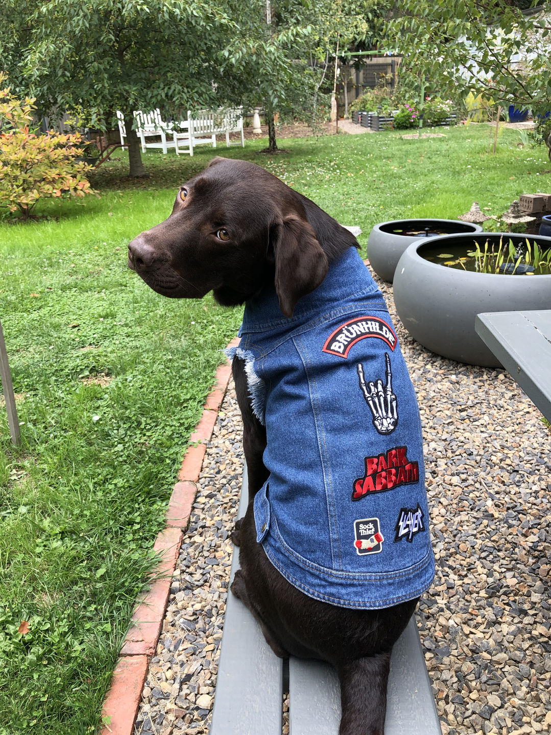 Customer photo review of Denim Dog Vest Raw Blue - Unpatched