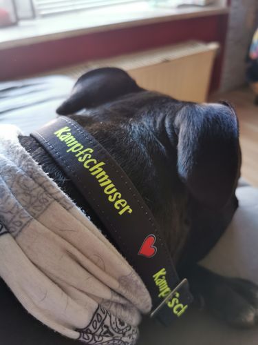 Customer photo review of Kampfschmuser - Hundehalsband
