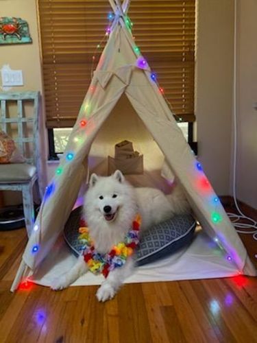 Customer photo review of Personalized Christmas LED String Lights