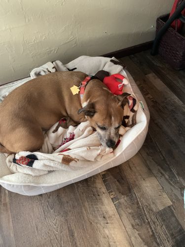 Customer photo review of Nancy Pelosi Chew Toy Sale