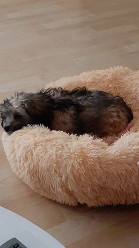 Customer photo review of Puppery Kuschelbett - Das Original