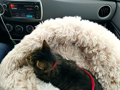 Customer photo review of Puppery Kuschelbett - Das Original