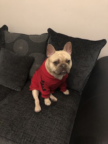 Customer photo review of "WOOF" Dog Hoodie - Red