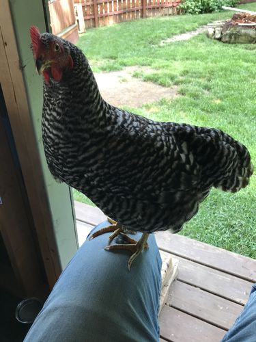 Customer photo review of GrubTerra Dried Larvae