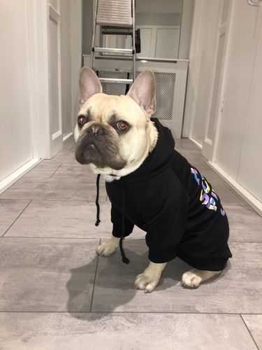 Customer photo review of Anti Social Dog Hoodie - Black