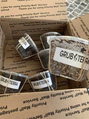 Customer photo review of GrubTerra Fresh Black Soldier Fly Larvae for Reptiles