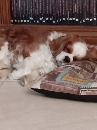 Customer photo review of Gatito colorido