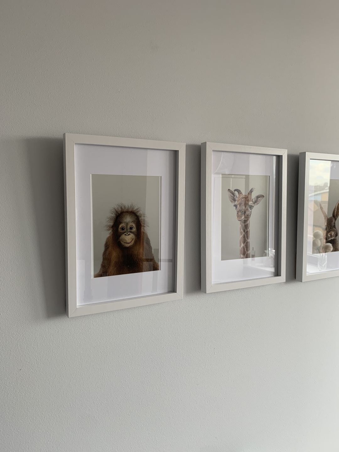 Customer photo review of Orangutan Print
