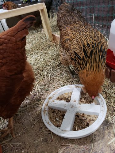 Customer photo review of GrubTerra Dried Larvae