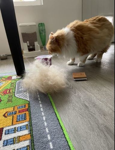Customer photo review of Brosse Anti-Poils Chien, Chat, Cheval, Lapin | Original | Pilpoil®