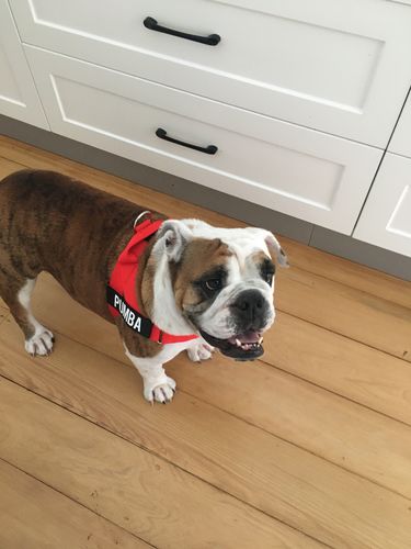 Customer photo review of DF Co. Red Dog Harness